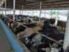 For ‘Smart’ Kashi, high-quality cow shelter planned