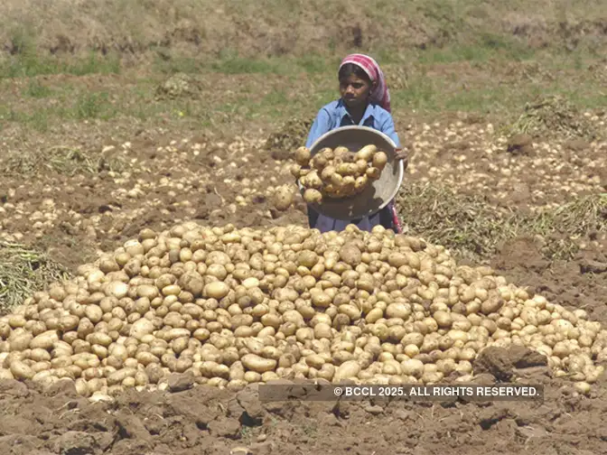 Potato acreage down in top producing states
