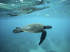 Warming turning major sea turtle population female: Study