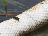 Crab, covered with oil, walks along an oil absorbent boom
