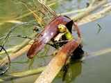 Oil clings to marsh grass