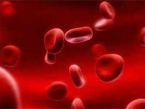 white-blood-cells