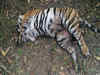 MP: Tigress poached in Seoni jungles, 29th in 13 months