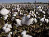 Difficult to say Bt cotton crop yield loss due to pink bollworm attack: FSII