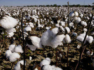 getty-images-cotton