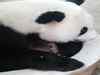 Second giant panda cub born in Malaysia