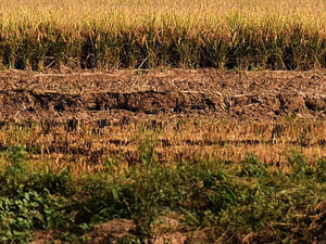 agricultural stubble