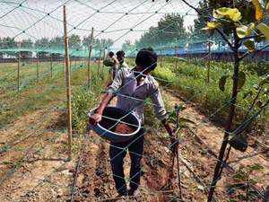 Farmer-bccl