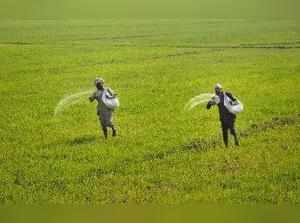 Amritsar: Farmers scatter fertilizer over their crop in a farm on the outskirt o...