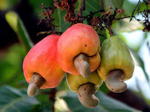 cashew---BCCL