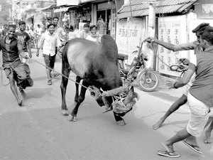 Jallikkattu-BCCL