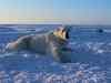 Polar bears starving due to climate change: Study