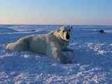 Polar bears starving due to climate change: Study