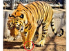Surgeon to gift artificial limb to tiger with amputated paw