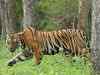 Seeking more accuracy: Fourth all-India Tiger census goes digital
