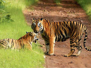 tiger-reserve-agencies