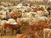 India's April-Dec buffalo meat exports rise 7 pct y/y-govt body