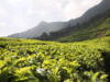 Small tea growers want minimum support price