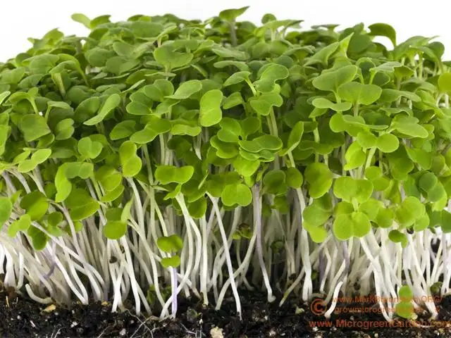 Microgreens