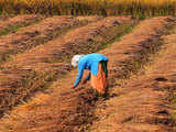 Why the Budget may not benefit the female kisan