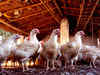 West Bengal's animal resources development department to rear chickens for sale in the market
