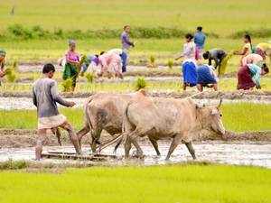 agriculture