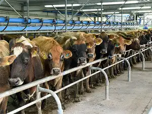 cow-agencies