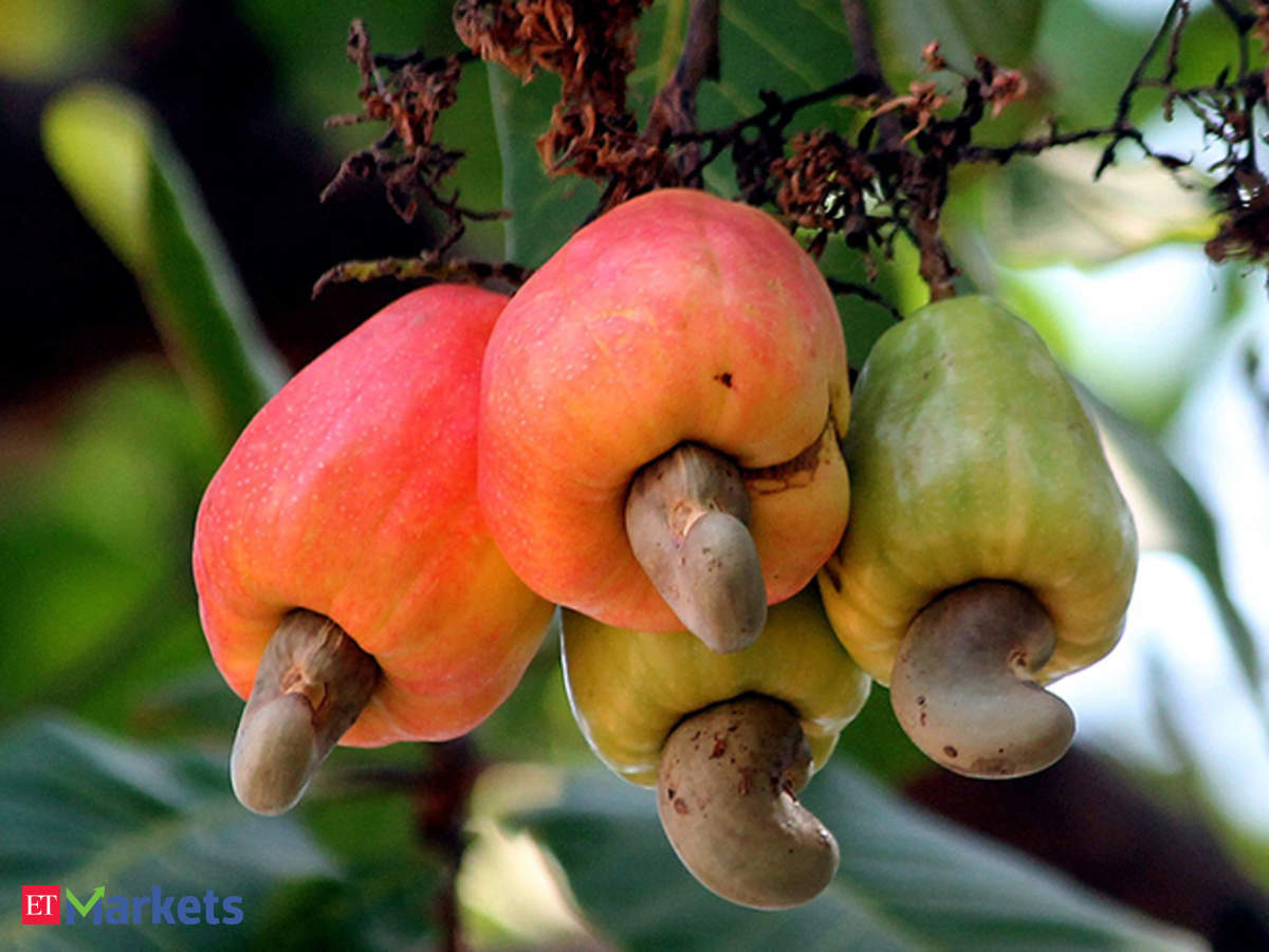 cashew import from africa