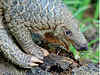 17 February is celebrated as World Pangolin Day