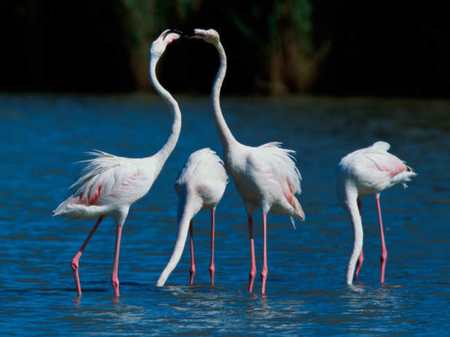 Do you want to become the CFO aka Chief Flamingo Officer at a 1,000-acre resort in Bahamas?