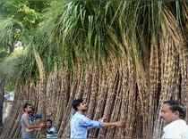 Kolkata: People buying Sugar Canes in a market for upcoming "Chhath Puja" in K...