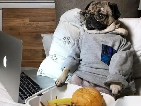 Doug the pug