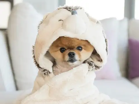Jiff