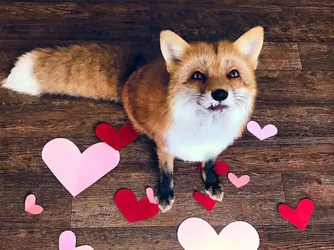 Juniper