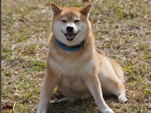 Maru