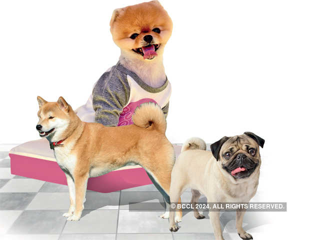 Insta-famous pets: Animals who rule the social media platform like a boss -  Top non-human personalities | The Economic Times