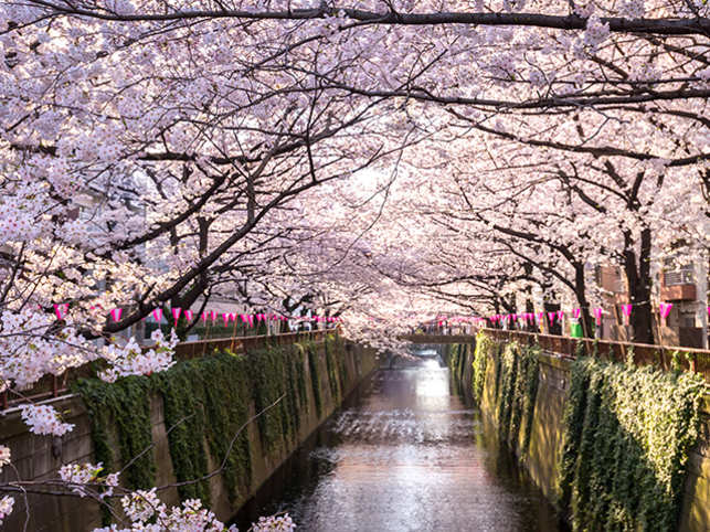 Ask the travel experts: What is the best time to see the cherry