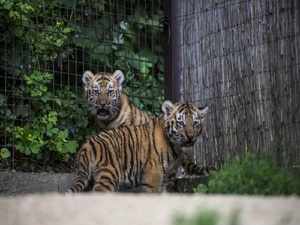 tiger cubs2
