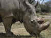 Talking about Sudan - the world's last male northern white rhino