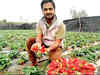 Strawberries sweeter in sugarcane belt