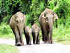 Elephant corridors in India: SC to hear matter on Apr 6