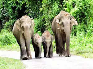 Elephant Corridors