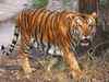 'Rise in number of tiger deaths from 2014-2016'