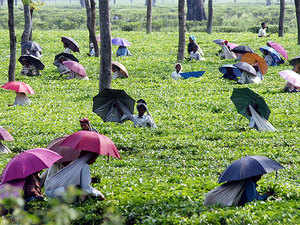 Darjeeling tea belt heads towards a rough terrain