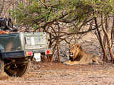 India's endangered lion population increases to 600