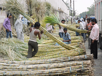 Sugarcane-bccl