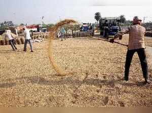 Ambala: Farmers accumulating wheat grain ahead of sowing season in Ambala on Sat...