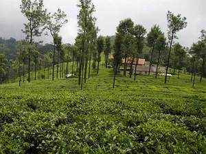 Large scale worker’s absenteeism is putting tea plantations into crisis
