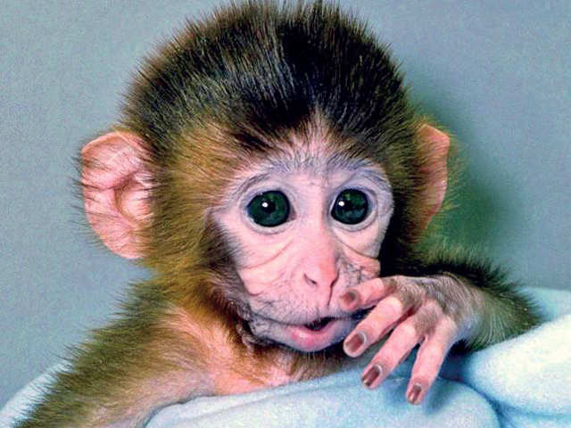 Cloned Animals: Here are some famous cloned animals from around the world |  The Economic Times