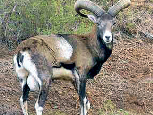 Ombretta, the Mouflon